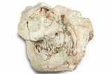 Fossil Oreodont (Leptauchenia) Partial Skull - South Dakota #284207-5